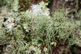 Usnea subscabrosa image