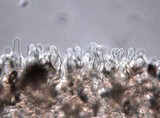 Panaeolus cinctulus image