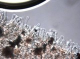 Panaeolus cinctulus image