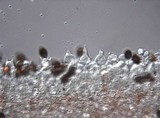 Panaeolus cinctulus image