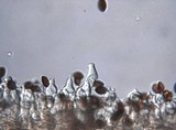 Panaeolus cinctulus image