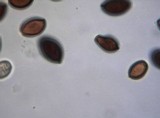 Panaeolus cinctulus image
