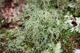 Usnea subscabrosa image