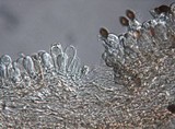 Panaeolus cinctulus image