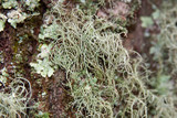 Usnea subscabrosa image