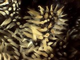 Mucronella calva image