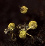 Physarum viride var. viride image
