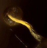 Physarum viride var. viride image