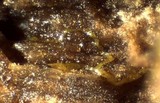 Physarum viride var. viride image