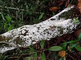 Hydnopolyporus fimbriatus image