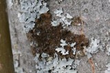 Melanelia fuliginosa image