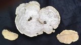 Trametes hirsuta image