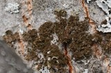 Melanelia fuliginosa image