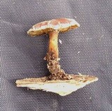 Polyporus brumalis image