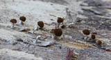 Phleogena faginea image