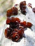 Exidia recisa image