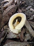 Clathrus columnatus image
