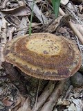 Coltricia duportii image