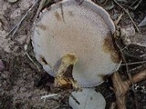 Coltricia duportii image