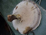 Coltricia duportii image