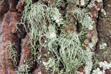 Usnea pensylvanica image