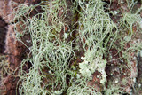 Usnea pensylvanica image