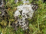 Lasallia pustulata image