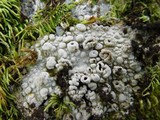 Lasallia pustulata image