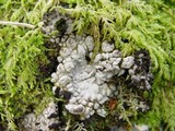Lasallia pustulata image