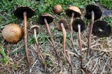 Panaeolus cinctulus image