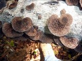 Hexagonia hydnoides image