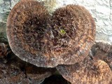 Hexagonia hydnoides image