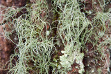 Usnea pensylvanica image