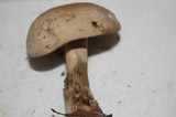 Caloboletus firmus image
