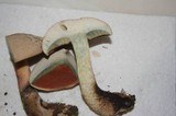 Caloboletus firmus image