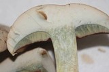 Caloboletus firmus image