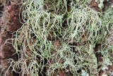 Usnea pensylvanica image