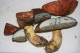 Boletus sensibilis image