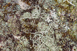 Usnea subscabrosa image