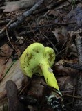 Pulveroboletus ravenelii image