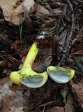 Pulveroboletus ravenelii image