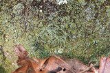 Usnea subscabrosa image