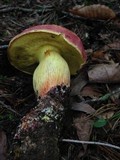 Boletus miniatopallescens image