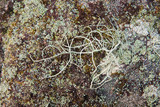 Usnea subscabrosa image