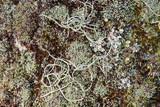 Usnea subscabrosa image