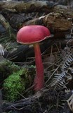 Boletellus obscurecoccineus image