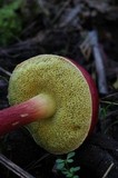 Boletellus obscurecoccineus image