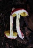 Boletellus obscurecoccineus image