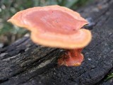 Earliella scabrosa image