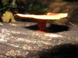 Earliella scabrosa image